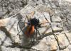 Philaeus chrysops